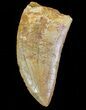 Serrated, Carcharodontosaurus Tooth #71175-1